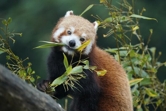 Red panda (Ailurus fulgens fulgens) feeding, captive, Germany