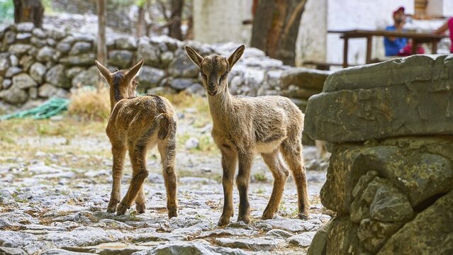Kri-kri, endangered endemic Cretan wild goat, two small Kri-kris, close, Samaria settlement, resting place, Samaria Gorge, Samaria, gorge, national park, Omalos, Lefka Ori, White Mountains, West Crete, island of Crete, Greece