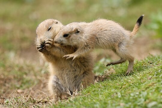 Black-tailed Prairie Dog (Cynomys ludovicianus) Young at the burrow, Germany