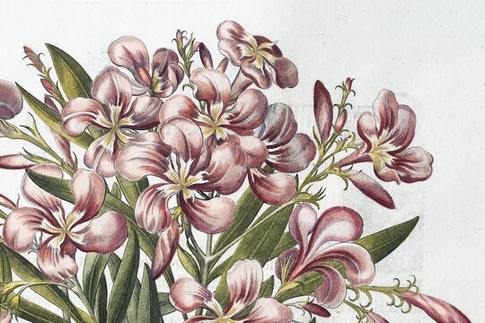 Blossoms, rose laurel, true oleander (Nerium oleander), hand-coloured copperplate engraving by Basilius Besler, from Hortus Eystettensis, 1613