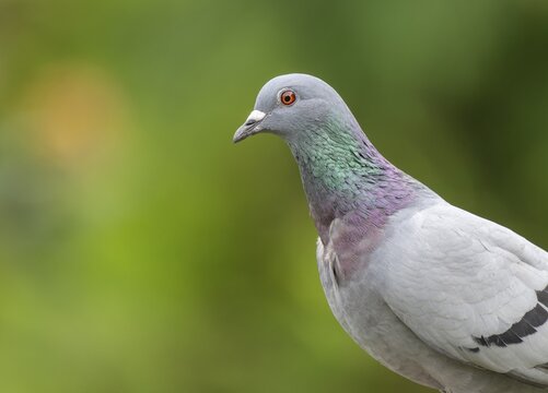 Domestic pigeon (Columba livia domestica) portrait, Lower Saxony, Germany