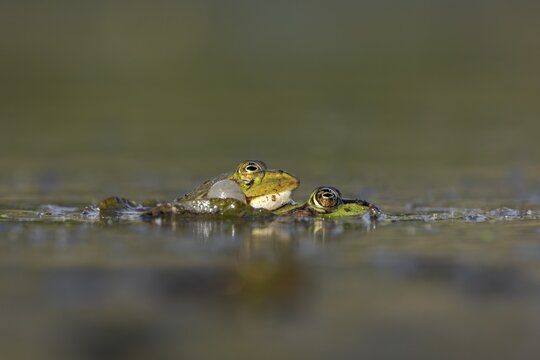 Even when mating and laying eggs, the male water frog (Pelophylax kl. esculentus) can't stop croaking, spawning season, Germany