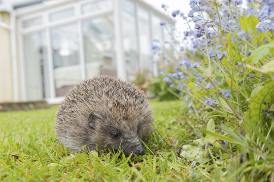 European hedgehog (Erinaceus europaeus) adult animal on a garden grass lawn with an urban house in the background, England, United Kingdom