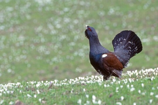 Wood Grouse (Tetrao urogallus), Ginzling, Zillertal, North Tyrol, Austria, Europe