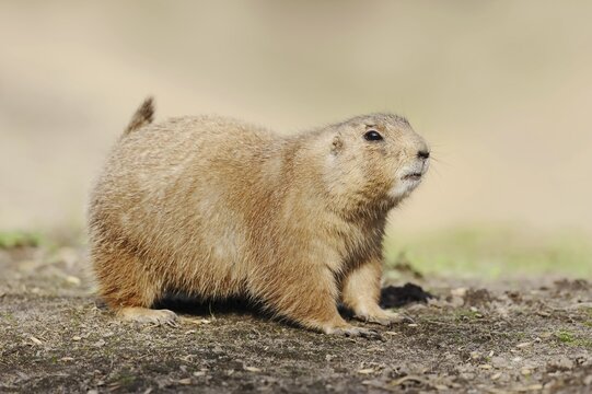 Black-tailed prairie dog (Cynomys ludovicianus), captive, occurring in North America