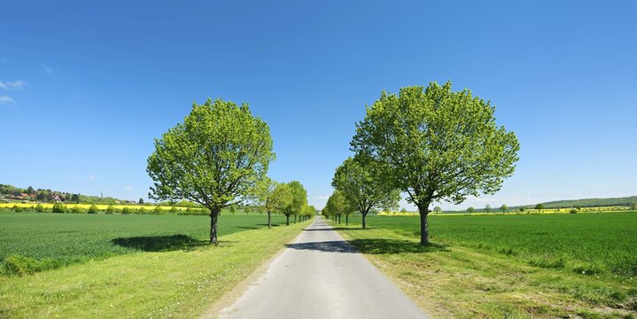 Alley of lime trees through cultivated landscape under a blue sky in spring, green grain fields and flowering rape fields, Burgenlandkreis, Saxony-Anhalt, Germany