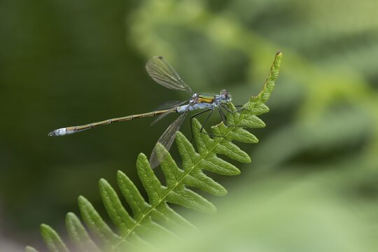 Emerald damselfly (Lestes sponsa) adult male insect resting on a Bracken leaf, Suffolk, England, United Kingdom