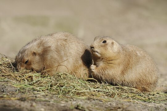 Black-tailed prairie dogs (Cynomys ludovicianus), captive, occurring in North America