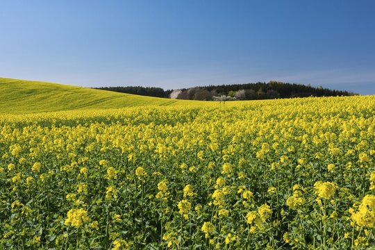 Rape field with blue sky and clouds, R&uuml;gen, Bergen, Mecklenburg-Western Pomerania, Germany