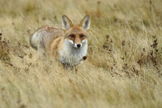 Red fox (Vulpes vulpes) standing in a meadow, Czech Republic