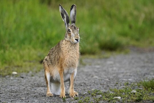 European hare (Lepus europaeus) running on a field path, Rhineland-Palatinate, Germany