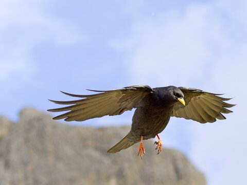 Alpine chough (Pyrrhocorax graculus), Catinaccio, Dolomites, Trentino, South Tyrol, Italy