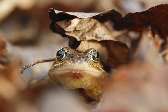 Common frog (Rana temporaria) adult amphibian on a pile of fallen autumn leaves in a garden, England, United Kingdom