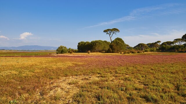 Rural scenery with different coloured fields and single trees, Strofilia biotope, wetlands, Kalogria, Peloponnese, Greece