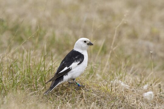 Male Snow Bunting (Plectrophenax nivalis), Spitsbergen, Norway