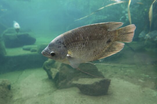 Giant gourami (Osphronemus goramy), occurring in Southeast Asia, captive