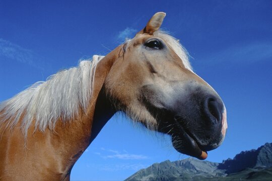 Haflinger horse, Kuethai, Tyrol, Austria, Europe