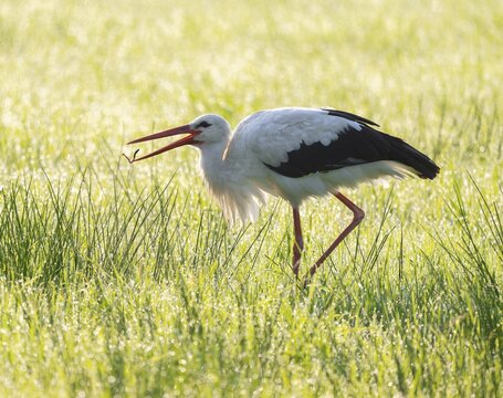 White stork (Ciconia ciconia) has caught an earthworm while foraging in a meadow, dew beads on the grass, Lower Saxony, Germany