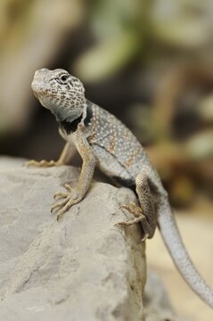 Common collared lizard (Crotaphytus collaris), captive, occurring in North America