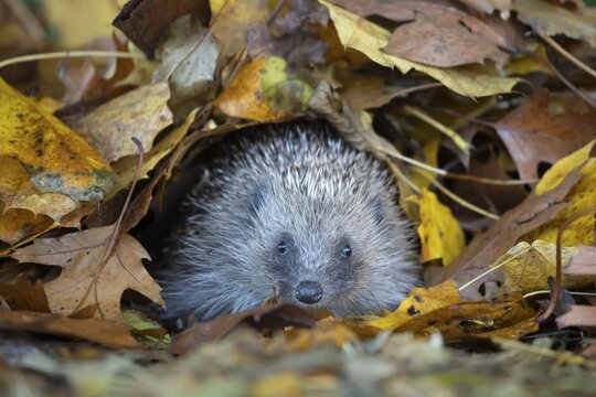 European hedgehog (Erinaceus europaeus) adult animal emerging from a pile of fallen autumn colour leaves during hibernation in a garden, Suffolk, England, United Kingdom