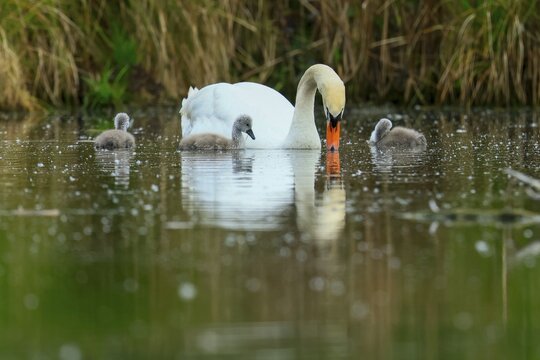 A swan with its chicks swimming in a pond against a green background, Mute Swan, (cygnus olor), wildlife, Germany