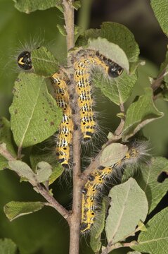 Caterpillars of Buff-tip Moths (phalera bucephala) feeding on an Eared Sallow Bush (Salicetum auritae), Baden-W&uuml;rttemberg, Germany