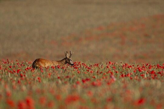 Roe deer (Capreolus capreolus) adult male buck in a farmland cereal crop in the summer with red poppy flowers, England, United Kingdom