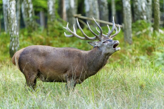 A roaring stag with impressive antlers in a natural environment, red deer (Cervus elaphus) rutting, Germany
