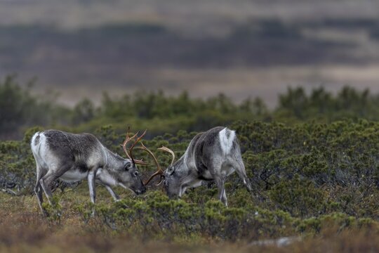 In a few years, the young reindeer bulls (Rangifer tarandus) will benefit from their practice in real rutting fights, ranking, rival, opponent, Sweden