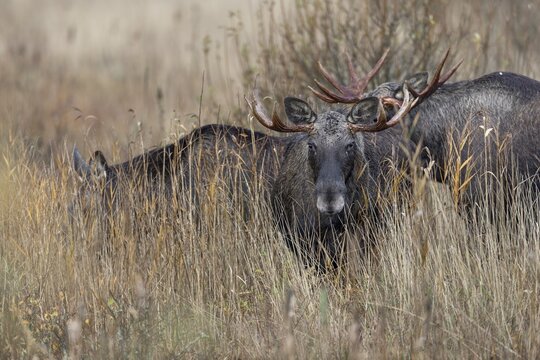 While a bull moose (Alces alces) watches me, another follows the cow moose, rutting season, moose rut, October, Denmark