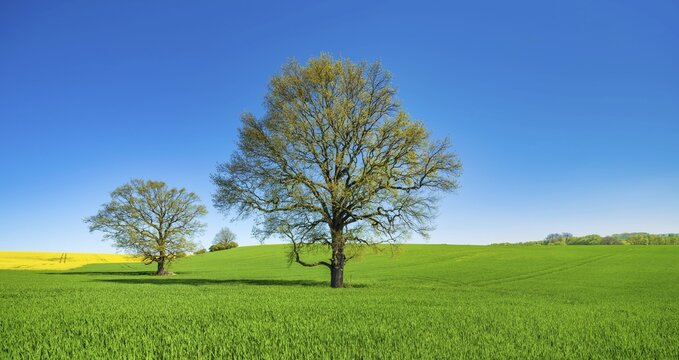 Barleysfield (Hordeum vulgare) with large solitary oaks (Quercus robur) in spring under blue sky, Burgenlandkreis, Saxony-Anhalt, Germany