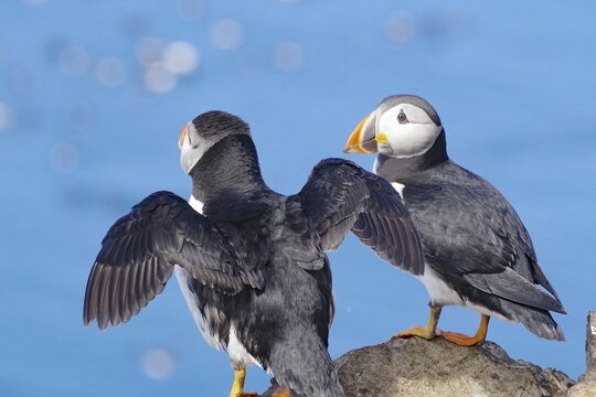 Two puffins on a rock by the sea, Horn&ouml;ya, Vard&ouml;, Finnmark, Norway