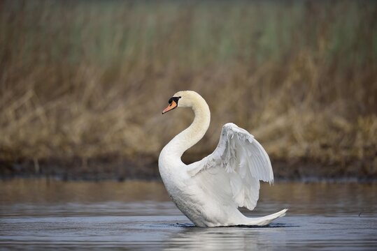 Mute Swan (Cygnus olor), flapping wings, North Rhine-Westphalia, Germany