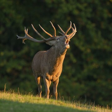 Red Deer (Cervus elaphus), roaring during the rut in the evening light, captive, Lower Saxony, Germany