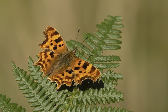 Comma butterfly (Polygonia c-album) adult insect resting on a Bracken plant leaf in the summer, England, United Kingdom