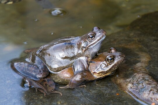 Frogs (Rana temporaria)