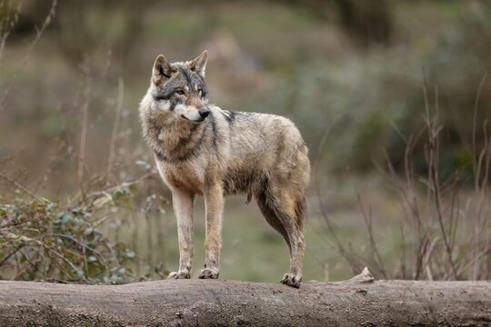 European gray wolf (Canis lupus) standing on a tree trunk, captive