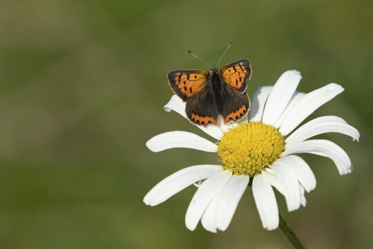 Small copper butterfly (Lycaena phlaeas) adult insect resting on an Oxeye daisy flower in summer, Suffolk, England, United Kingdom
