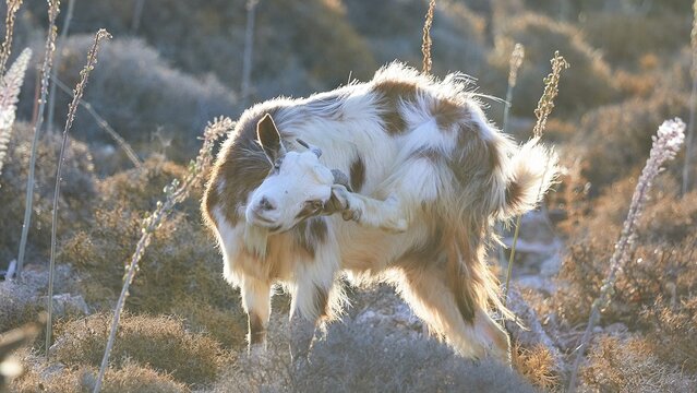 Goat in motion, raises front leg, surrounded by natural vegetation, goat (n), free-range, west of Ntia-Lastos-Flaskounia Natural Park, mountains, Karpathos, Dodecanese, Greek Islands, Greece