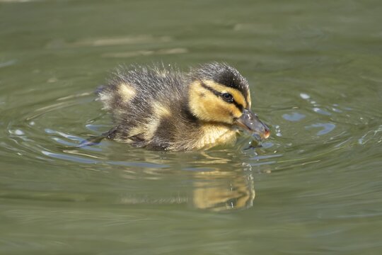 Mallard duck (Anas platyrhynchos) juvenile baby duckling bird swimming on the water of a lake in summer, England, United Kingdom