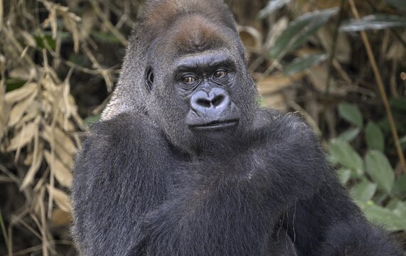 Western lowland gorilla (Gorilla gorilla gorilla), portrait, R&eacute;serve L&eacute;sio-Louna nature reserve, near Moembe, Plateau department, Republic of the Congo