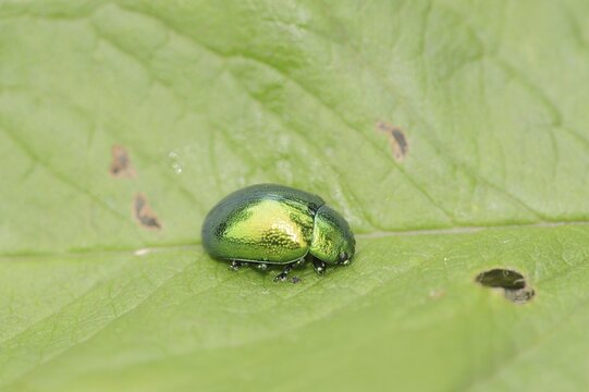 Mint leaf beetle (Chrysolina herbacea), leaf beetle, North Rhine-Westphalia, Germany