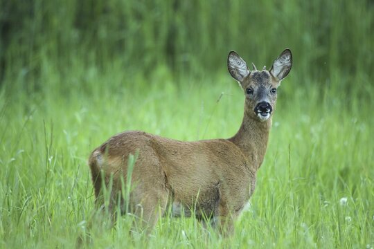 Roe deer (Capreolus capreolus) buck, so-called button buck in tall grass, Allg&auml;u, Bavaria, Germany