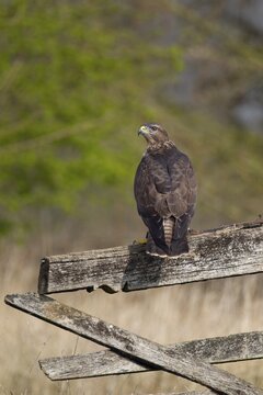 Common buzzard (Buteo buteo) adult bird of prey raptor on a countryside wooden fence, England, United Kingdom