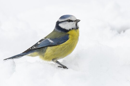 Blue tit (Cyanistes caeruleus) in the snow, Vechta, Lower Saxony, Germany
