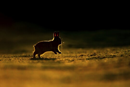 Rabbit (Oryctolagus cuniculus) adult animal running on grassland, backlit at sunset, Suffolk, England, United Kingdom