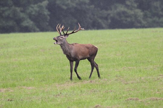 Red deer (Cervus elaphus) young stag in the rain, roaring during the rut, Western Hungary, Hungary, Allg&auml;u, Bavaria, Germany