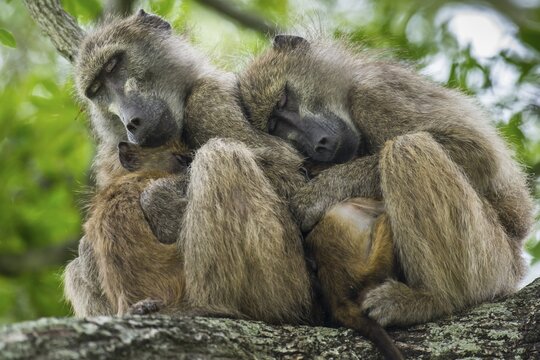 Two sleeping pawians (Papio), monkeys, Kruger National Park, South Africa