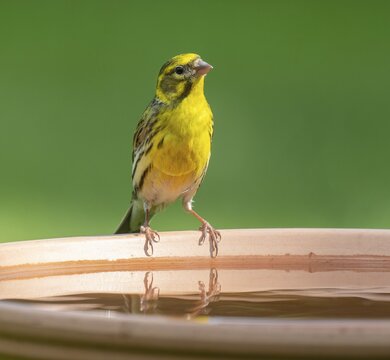 Serinus serinus (Serinus serinus) standing on a bird bath, Lower Saxony, Germany