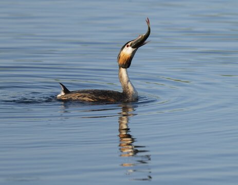 Great Crested Grebe (Podiceps Scalloped ribbonfish) with a large fish in its beak swimming on a lake, devouring a large, captured rudd (Scardinius erythrophthalmus), blue water, Lower Saxony, Germany